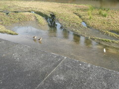 Egretta garzetta garzetta