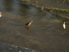 Egretta garzetta garzetta