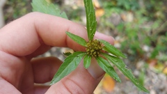 Bidens comosa