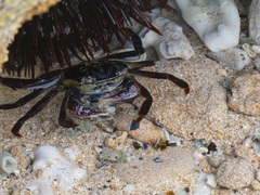 Leptograpsus variegatus
