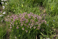 Lotononis bachmanniana