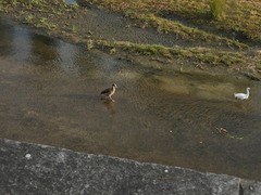 Egretta garzetta garzetta