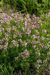 Lotononis bachmanniana