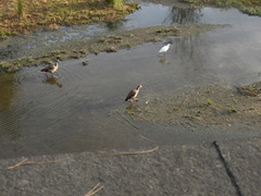 Alopochen aegyptiaca