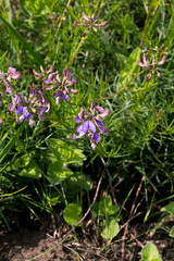 Lotononis bachmanniana