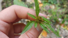 Bidens comosa