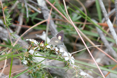 Candalides xanthospilos