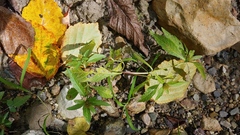 Bidens comosa
