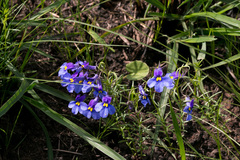 Monopsis decipiens