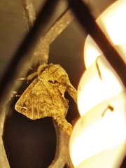 Apatelodes pudefacta