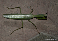 Hierodula tenuidentata