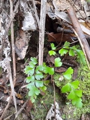 Lindsaea trichomanoides