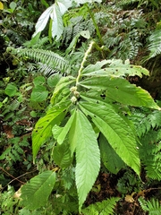 Elatostema