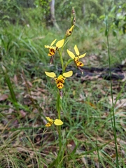 Diuris sulphurea