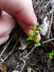 Lindsaea trichomanoides