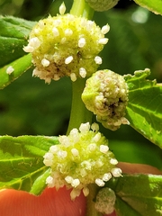 Elatostema