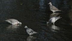 Columba palumbus palumbus