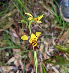 Diuris sulphurea