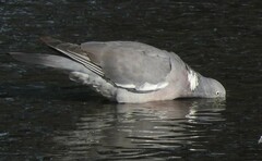 Columba palumbus palumbus