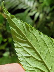 Elatostema