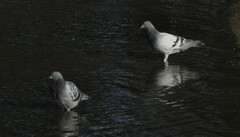 Columba livia domestica