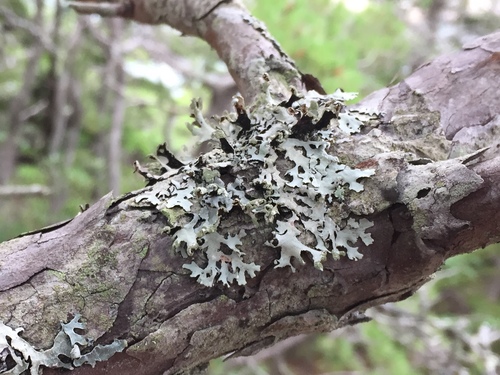 Powdered Loop Lichen