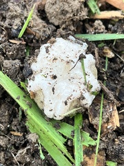 Ileodictyon cibarium