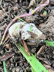 Ileodictyon cibarium