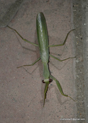 Hierodula tenuidentata