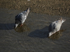 Columba livia domestica