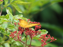 Vindula dejone erotella