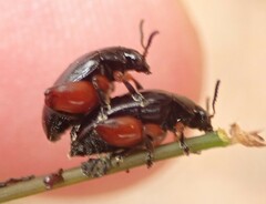 Arsipoda holomelaena