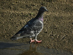 Columba livia domestica