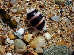 Palmadusta asellus