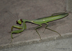 Hierodula tenuidentata