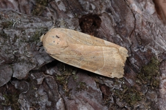 Noctua fimbriata