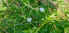 Geranium potentilloides