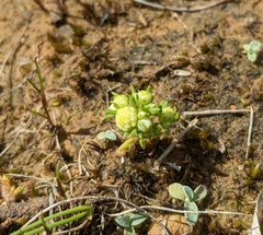 Siloxerus multiflorus