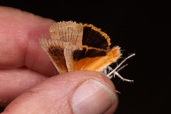 Noctua fimbriata