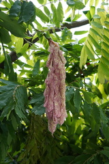 Brownea grandiceps