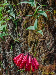 Bomarea costaricensis