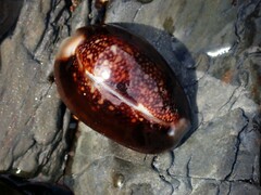 Monetaria caputserpentis