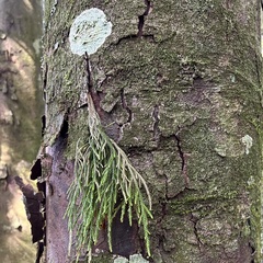 Dacrydium cupressinum