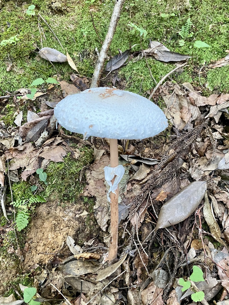Macrolepiota meipengiana · August 2021 · photo: © re_nebel (iNaturalist, cc-by)