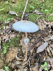 Macrolepiota detersa