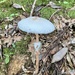 マントカラカサタケ