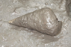 Telescopium telescopium