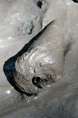 Telescopium telescopium