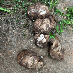 Elephas maximus indicus