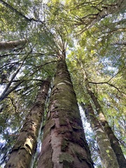 Dacrydium cupressinum